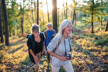 Wall Mural - Senior women friends outdoors in forest, walking.