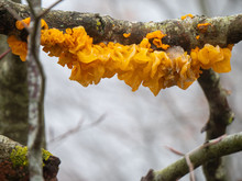 Tremella Mesenterica. Yellow Brain, Golden Jelly Fungus, Yellow Trembler, Or Witches' Butter Is A Mushroom With Gelatinous Fruit Body