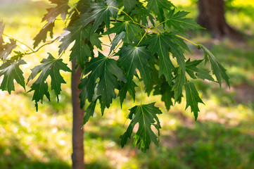 young silver maple (acer saccharinum) leaves in the park on a sunny spring day