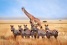 Group Of Wild Zebras And Giraffe In The African Savanna Against The Beautiful Blue Sky With White Clouds. Wildlife Of Africa. Tanzania. Serengeti National Park. African Landscape.
