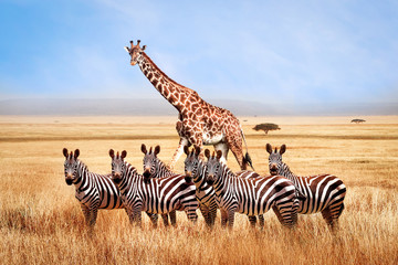 group of wild zebras and giraffe in the african savanna against the beautiful blue sky with white cl