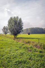 Wall Mural - Dutch polder landscape with grassland and trees