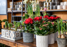 Variety Of Beautiful Potted Plants Such As Kalanchoe Blossfeldiana, Red Begonia Elatior Baladin, Hyacinth And Daffodil Bulbs On The Wooden Table At The Greek Flowers Garden Shop In Spring.