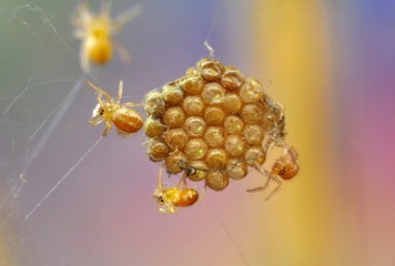 Close up Spider's nest,   Cobweb spider. They started making silk to protect their bodies and their eggs.