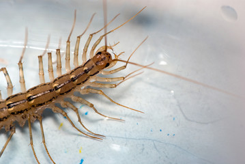 Scolopendra caught in a jar