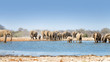 Herd of elephants drinking and bathing, Etosha National Park, Namibia.