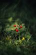 Close up of wild strawberries in the wild forest