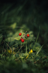 close up of wild strawberries in the wild forest