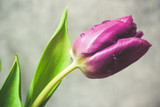 Fototapeta Tulipany - Fioletowe tulipany na szarym tle różowa wstążka