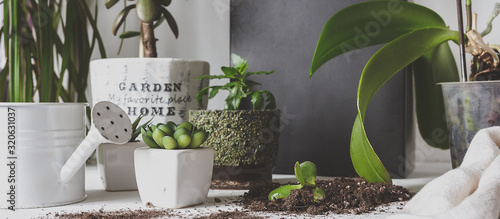 gardening at home. Potted green plants at home, home jungle, Indoor garden, Garden room, Home gardening, Plant room, Floral decor