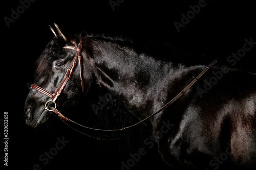 Cuadros en Lienzo Black PRE (andalusian) horse portrait in brown classic leather bridle with reigns isolated on black background