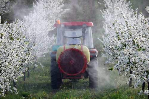 Fotografía tractor sprays insecticide in cherry orchard in spring agriculture