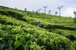 © Juan Alberto Ruiz/ADDICTIVE STOCK - Cheerful youthful attractive ethnic female in blue traditional clothes looking away while standing on tea meadows in Haputale in Sri Lanka
