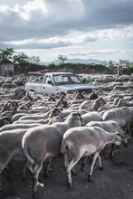Herd Of Gray Sheep Walking In Street With Car On Cloudy Day