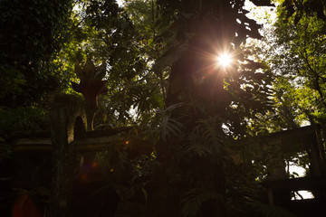 Wall Mural - Sunset Surreal architecture, fantastic landscape, beautiful old castle, beautiful structures, jungle in the surreal botanical garden of Edward James, Xilitla, San Luis Potosí, Mexico