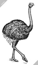 Black And White Engrave Isolated Ostrich Vector Illustration
