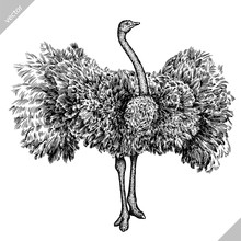 Black And White Engrave Isolated Ostrich Vector Illustration