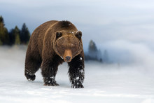 Wild Brown Bear In Winter Time