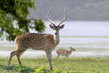 Wild Spotted Deer In Yala National Park