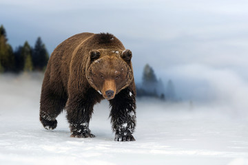 wild brown bear in winter time