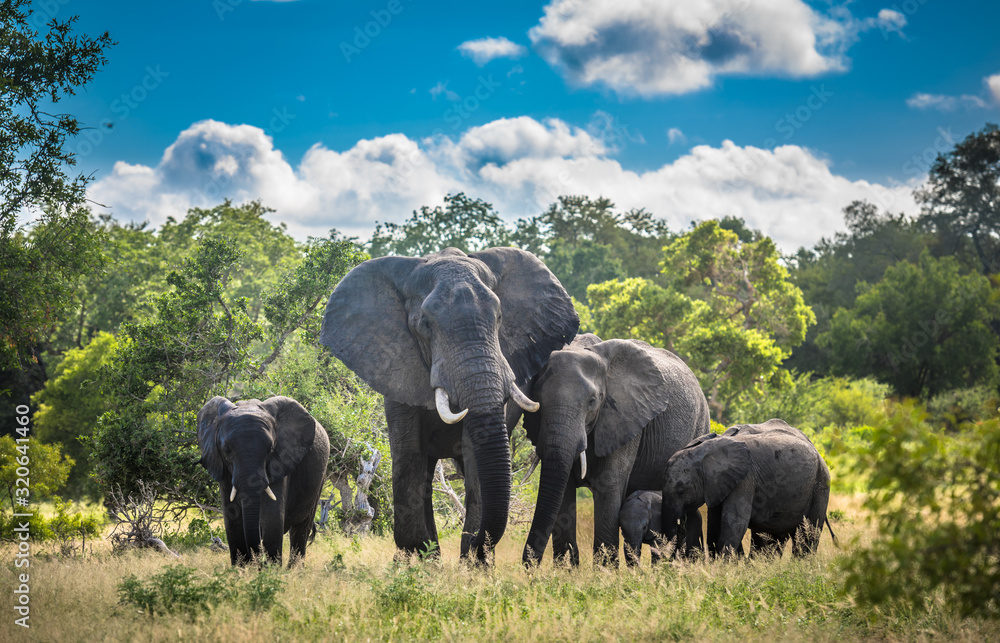 Elephants family in Kruger National Park, South Africa. - obrazy, fototapety, plakaty 