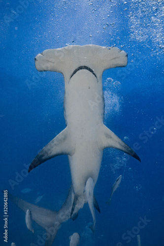 Fotomural Great Hammerhead diving in the Bahamas