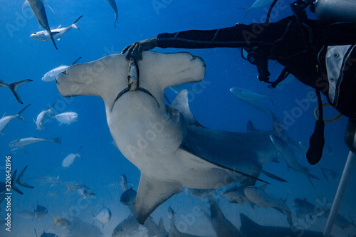 Fotomural Great Hammerhead diving in the Bahamas