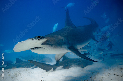 Fotografía Great Hammerhead diving in the Bahamas