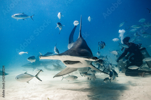 Cuadros en Lienzo Great Hammerhead diving in the Bahamas