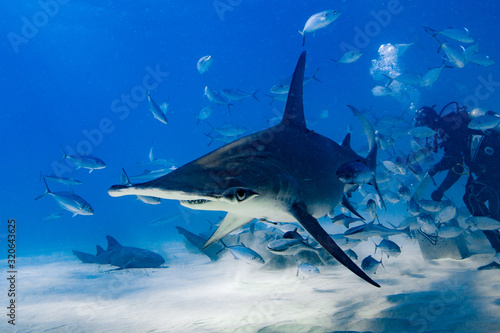 Fotografía Great Hammerhead diving in the Bahamas