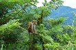 The toque macaque  is a reddish-brown-coloured Old World monkey endemic to Sri Lanka, where it is known as the rilewa or rilawa.