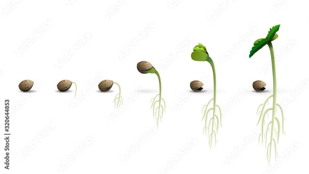 Stages of cannabis seed germination from seed to sprout, realistic illustration isolated on white background - obrazy, fototapety, plakaty 
