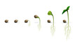 Stages of cannabis seed germination from seed to sprout, realistic illustration isolated on white background