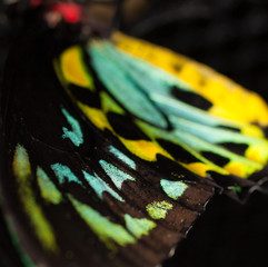 macro butterfly wing