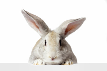 Wall Mural - a grey furry rabbit looks at the sign. Isolated on a white background. Easter bunny . The hare looks at the sign.