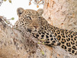 An adult leopard (Panthera pardus) resting in a tree in the Okavango Delta, Botswana