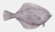 Yellowfin sole limanda aspera, highly commercial food fish from the North Pacific ocean in topside view