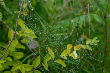 spider web with dew