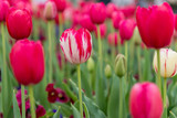 Fototapeta Tulipany - Tulip with red and white stripes (Rembrandt Tulip) with red tulips in a flowerbed
