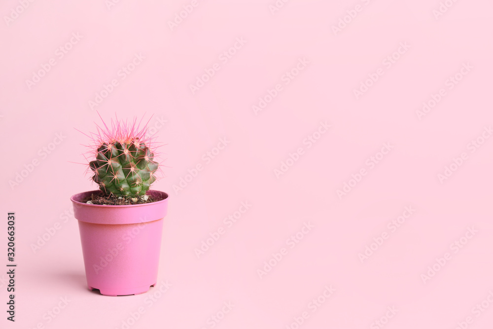 Pot with cactus plant on pink background - obrazy, fototapety, plakaty 
