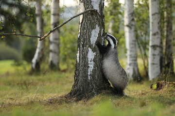 Wall Mural - Badger stay near tree  in forest, animal nature habitat, Germany, Europe. Wildlife scene. Wild Badger, Meles meles, animal in wood. European badge.