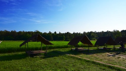 Sticker - 4k video of rice field in Huay Tueng Tao project, Thailand.