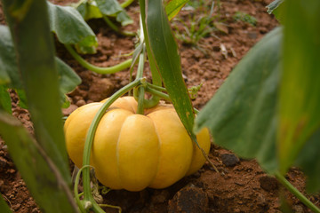 organic pumpkin patch on a home vegetable garden
