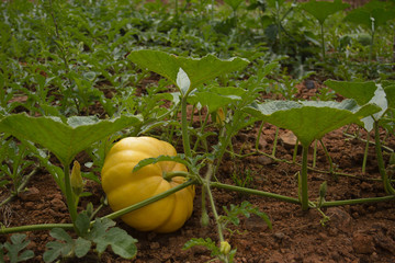 organic pumpkin patch on a home vegetable garden