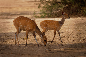 Wall Mural - Cape Bushbuck - Tragelaphus scriptus is a widespread species of antelope in Sub-Saharan Africa. Similar to kewel some scientific literature refers to it as the imbabala