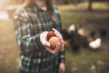 Woman`s Hands Holding A Chicken Eggs Against Of Small Garden With Chickens. Diversity Of Chicken Eggs.