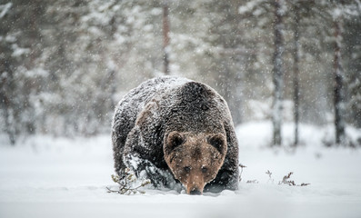 Wall Mural - Adult Male of Brown  Bear walks through the winter forest in the snow. Front view. Snowfall, blizzard. Scientific name:  Ursus arctos. Natural habitat. Winter season.