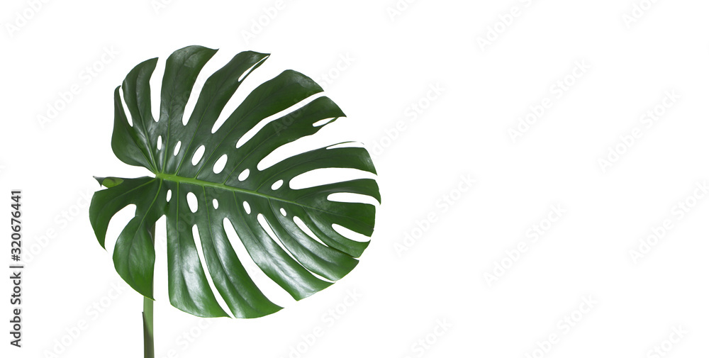 Monstera green juicy fresh leaf isolated on a white background - obrazy, fototapety, plakaty 