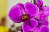 Fototapeta Storczyk - Orchid flower closeup taken indoors