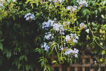 Blue Plumbago Auriculata Plant With Plenty Of Flowers Outdoor In Sunny Backyard